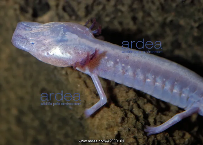 : Texas Blind Cave Salamander : Texas Blind Cave Salamander