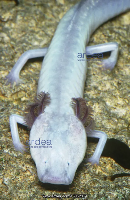 : Texas Blind Cave Salamander : Texas Blind Cave Salamander