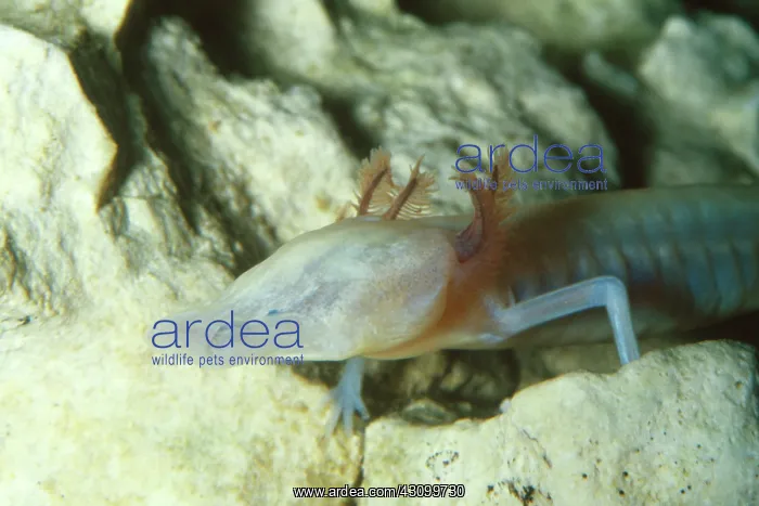 : Texas blind cave salamander : Texas blind cave salamander