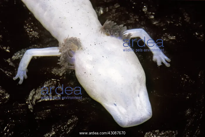 : Texas Blind Salamander : Texas Blind Salamander
