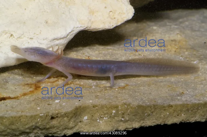 : Texas Blind Salamander : Texas Blind Salamander