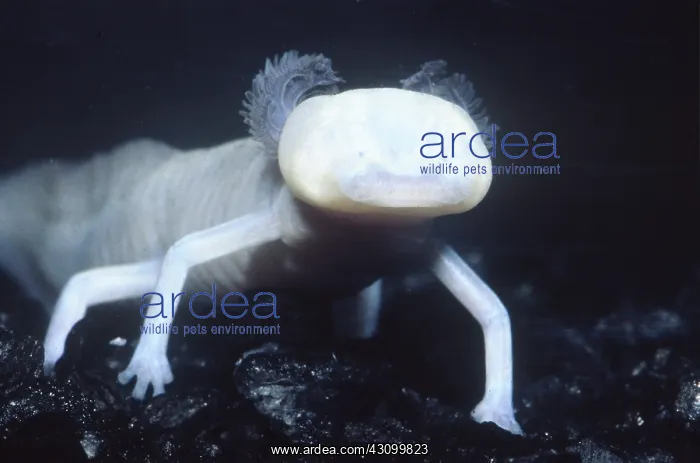 : Texas Blind Salamander : Texas Blind Salamander