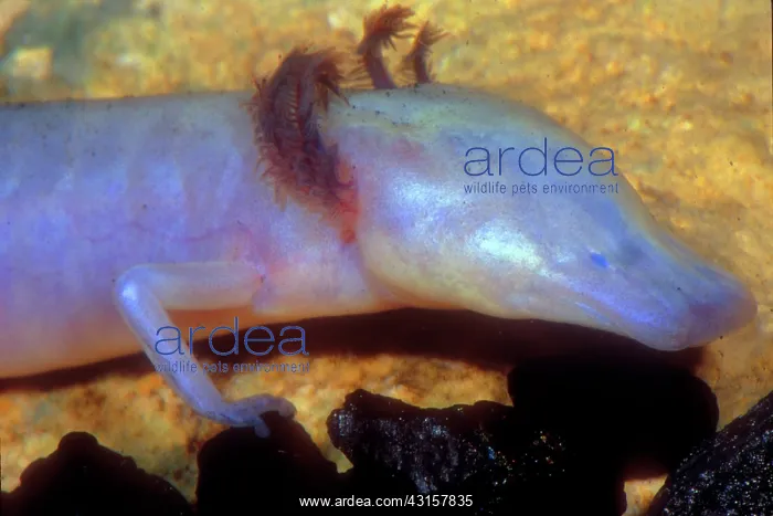 : Texas Blind Salamander : Texas Blind Salamander