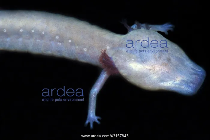 : Texas Blind Salamander : Texas Blind Salamander
