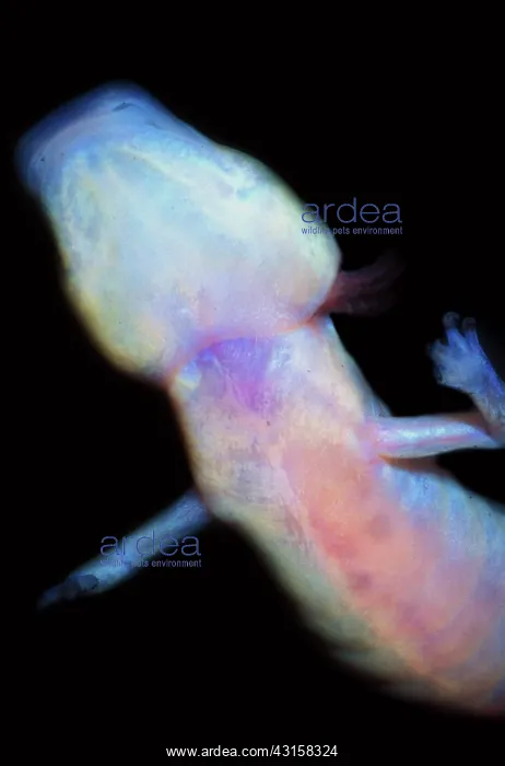 : Texas Blind Salamander : Texas Blind Salamander