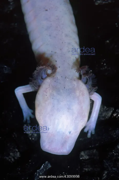 : Texas Blind Salamander (Eurycea rathbuni) : Texas Blind Salamander (Eurycea rathbuni)