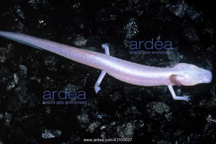 : Texas Blind Salamander (Eurycea rathbuni) : Texas Blind Salamander (Eurycea rathbuni)