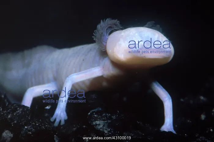 : Texas Blind Salamander (Eurycea rathbuni) : Texas Blind Salamander (Eurycea rathbuni)