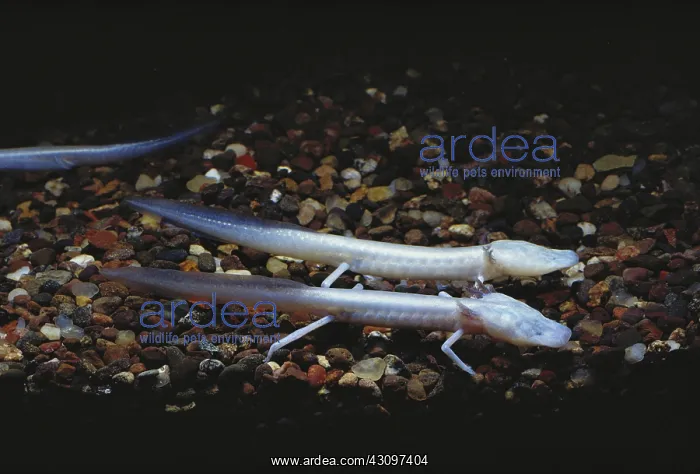 : Texas Blind Salamanders : Texas Blind Salamanders