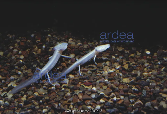 : Texas Blind Salamanders : Texas Blind Salamanders