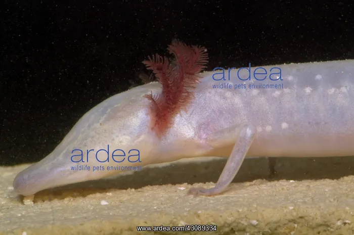 : Texas Blind Salmander : Texas Blind Salmander