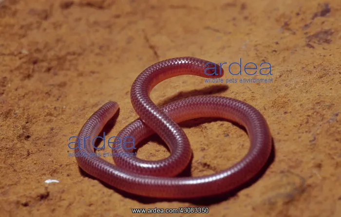 : Texas Blind Snake : Texas Blind Snake