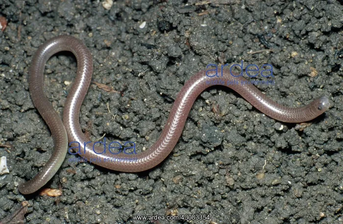 : Texas Blind Snake : Texas Blind Snake