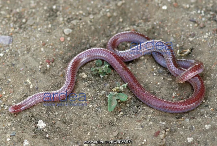  : Texas Blind Snake (Leptotyphlops dulcis)