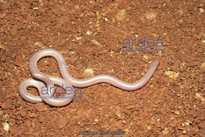 : Texas Blind Snake (Leptotyphlops dulcis) : Texas Blind Snake (Leptotyphlops dulcis)
