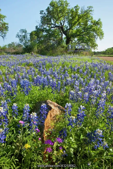 : Texas Bluebonnets (Lupinus texensis) in : Texas Bluebonnets (Lupinus texensis) in