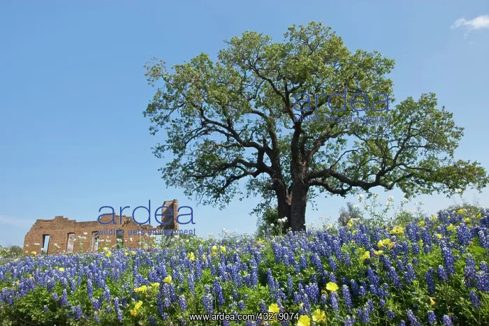 : Texas Bluebonnets (Lupinus texensis) in : Texas Bluebonnets (Lupinus texensis) in