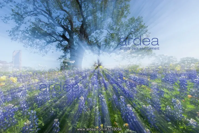 : Texas Bluebonnets (Lupinus texensis) in : Texas Bluebonnets (Lupinus texensis) in