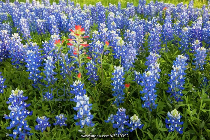 : Texas Bluebonnets (Lupinus texensis) in : Texas Bluebonnets (Lupinus texensis) in