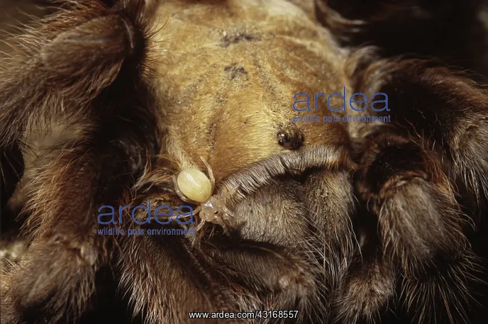 : Texas Brown Tarantula Spiderling : Texas Brown Tarantula Spiderling
