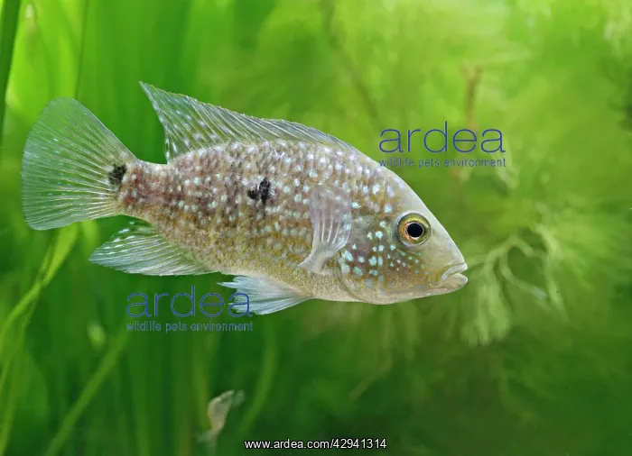 : Texas cichlid / Rio grande cichlid - tropical freshwater : Texas cichlid / Rio grande cichlid - tropical freshwater