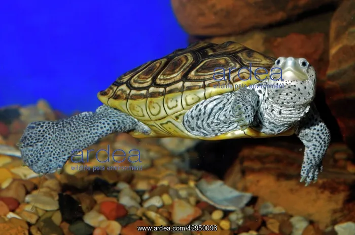 : Texas Diamondback Terrapin - Swimming underwater : Texas Diamondback Terrapin - Swimming underwater