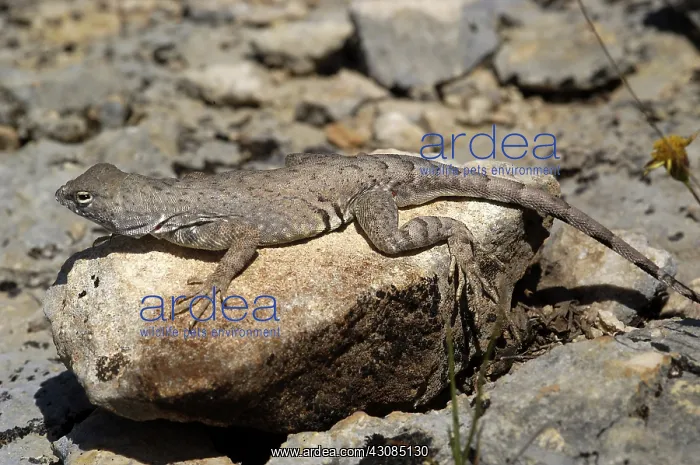 : Texas Earless Lizard : Texas Earless Lizard