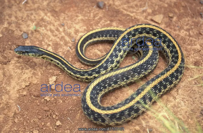 : Texas Garter Snake : Texas Garter Snake