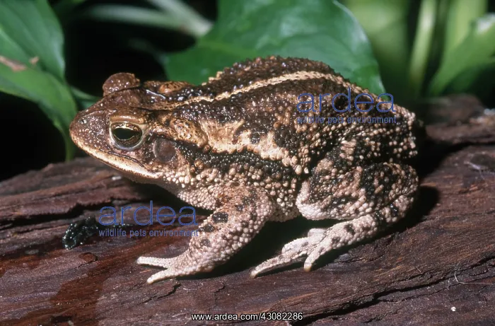 : Texas Gulf Coast Toad : Texas Gulf Coast Toad