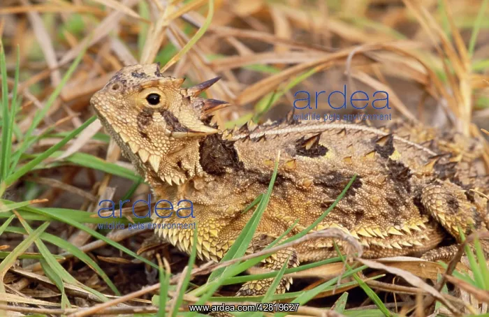 : Texas Horned LIZARD : Texas Horned LIZARD