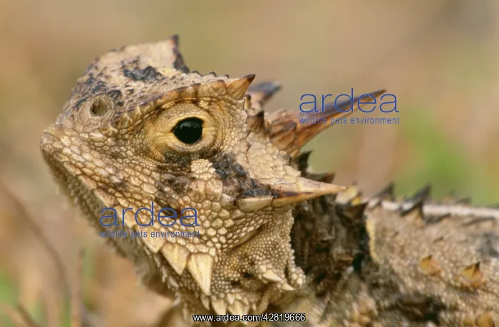: Texas Horned LIZARD : Texas Horned LIZARD