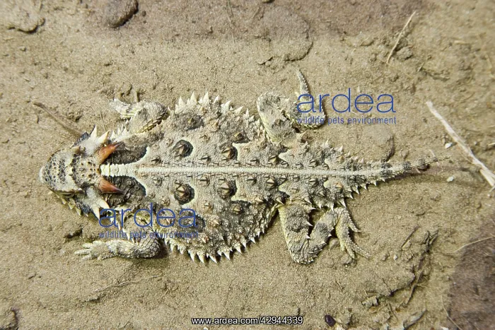 : Texas Horned Lizard : Texas Horned Lizard