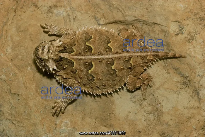 : Texas Horned Lizard : Texas Horned Lizard