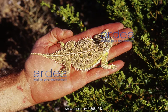 : Texas Horned Lizard : Texas Horned Lizard