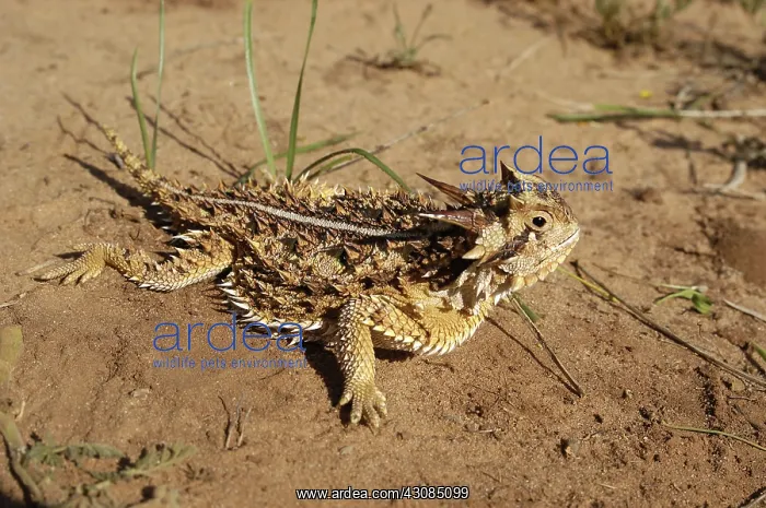 : Texas Horned Lizard : Texas Horned Lizard