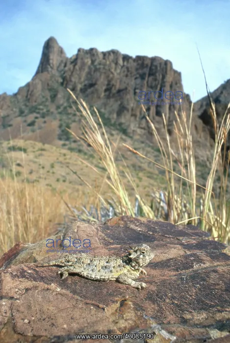: Texas Horned Lizard : Texas Horned Lizard