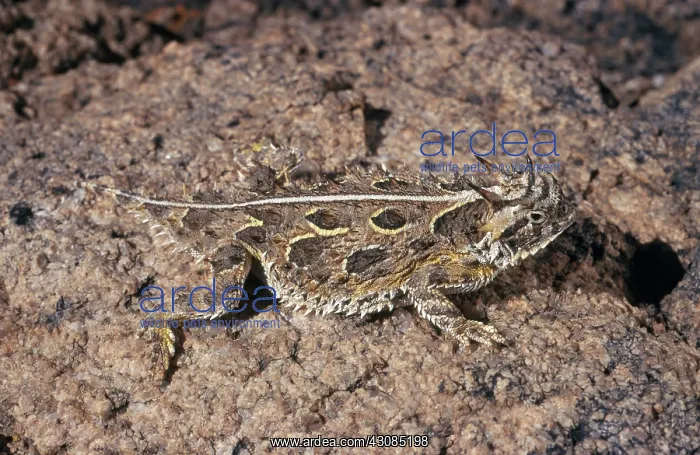 : Texas Horned Lizard : Texas Horned Lizard