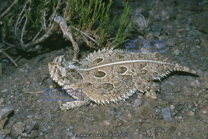 : Texas Horned Lizard : Texas Horned Lizard