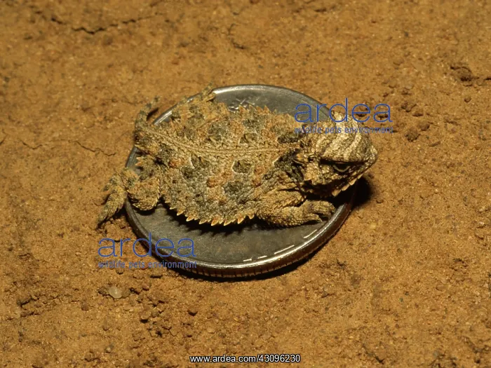 : Texas Horned Lizard : Texas Horned Lizard