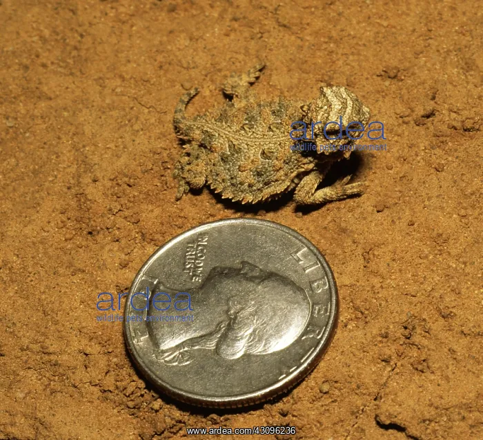 : Texas Horned Lizard : Texas Horned Lizard