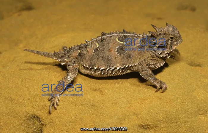 : Texas Horned Lizard : Texas Horned Lizard