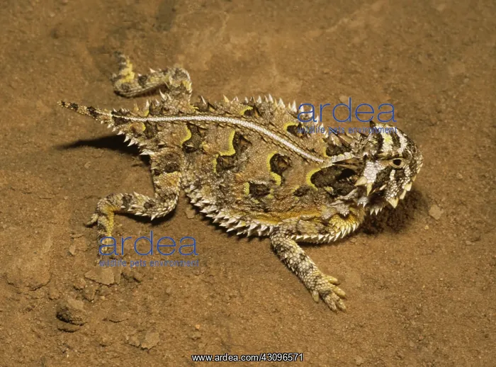 : Texas Horned Lizard : Texas Horned Lizard