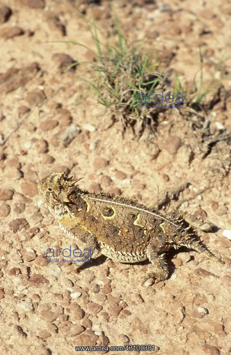 : Texas Horned Lizard : Texas Horned Lizard