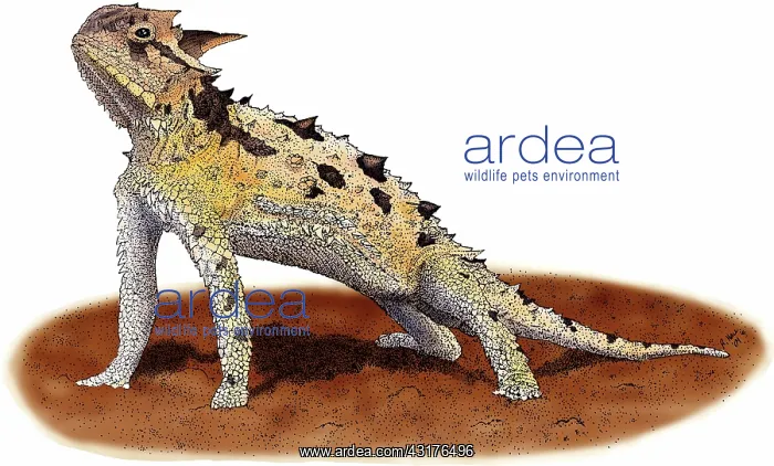 : Texas Horned Lizard : Texas Horned Lizard