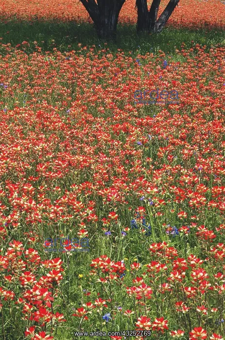: Texas, Lake Buchanan, Flower bed (Large : Texas, Lake Buchanan, Flower bed (Large