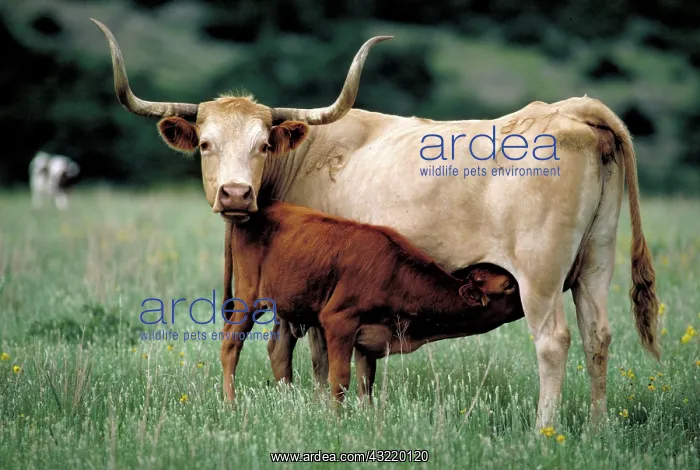 : Texas longhorn : Texas longhorn
