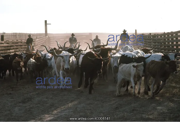 : TEXAS LONGHORN CATTLE - RANCHING : TEXAS LONGHORN CATTLE - RANCHING