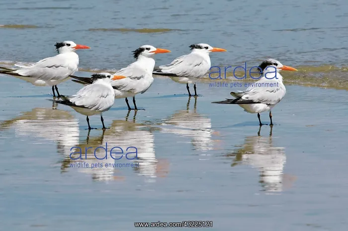: Texas, Padre Island. SHore birds in Padre : Texas, Padre Island. SHore birds in Padre