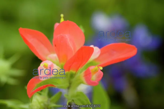 : Texas Paintbrush, Castilleja indivisa, Wildflowers : Texas Paintbrush, Castilleja indivisa, Wildflowers