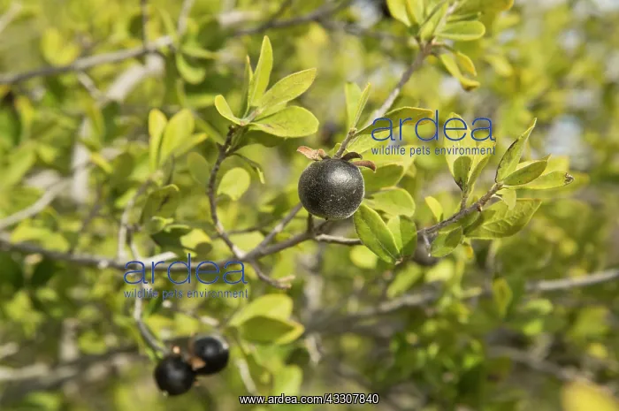 : Texas Persimmon - female plants in fruit : Texas Persimmon - female plants in fruit